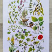 Affiche sur les plantes calmantes, d'après une lithographie de 1928