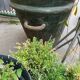 Green zinc bathtub