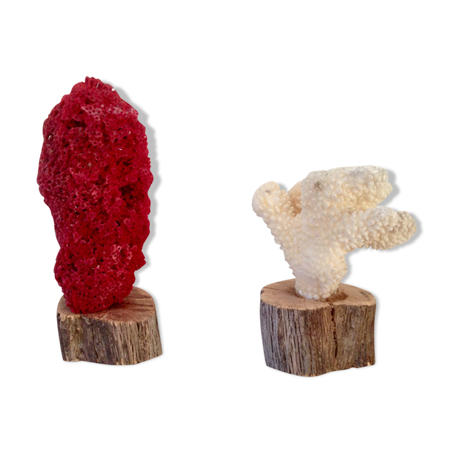 Coral vintage on wooden base