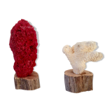 Coral vintage on wooden base
