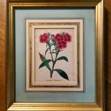Set of 6 Small Botanical Flower Engravings