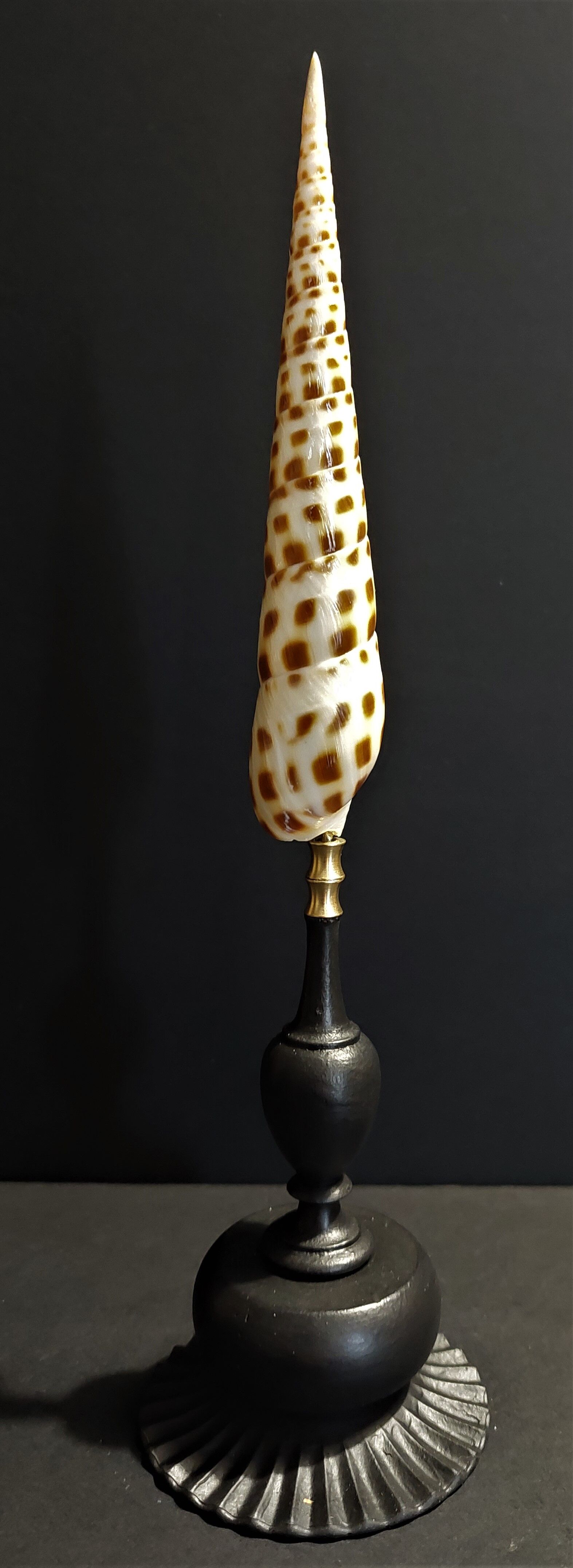 Cabinet of Curiosities shell oxymeris areolata on base