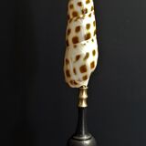 Cabinet of Curiosities shell oxymeris areolata on base