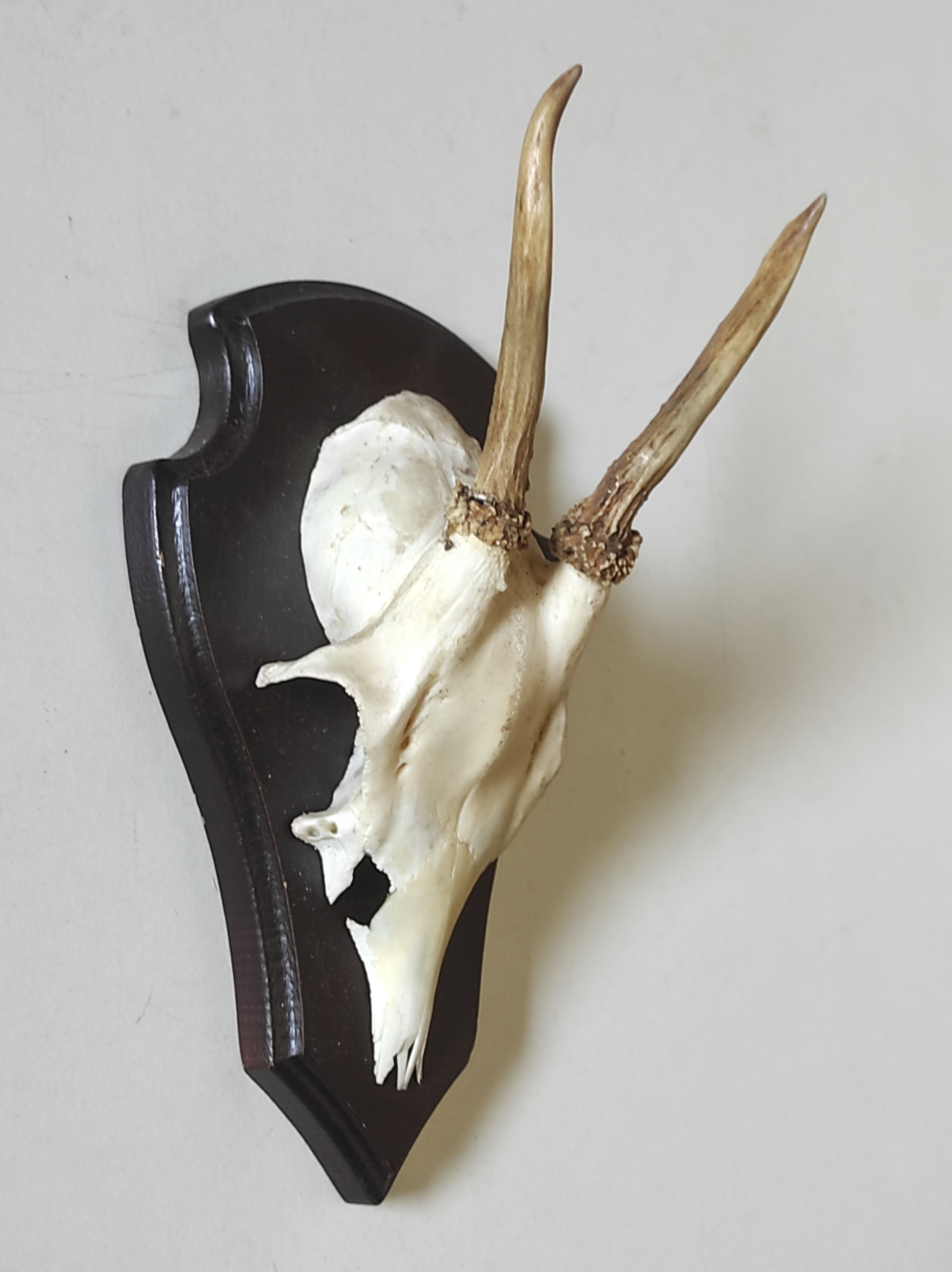 Massacre young deer hunting trophy on dark varnished oak wood crest