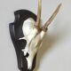 Massacre young deer hunting trophy on dark varnished oak wood crest