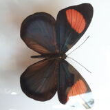 Papillon naturalisé encadré dans un cadre ovale bombé ancien