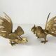 Couple de coqs au combat