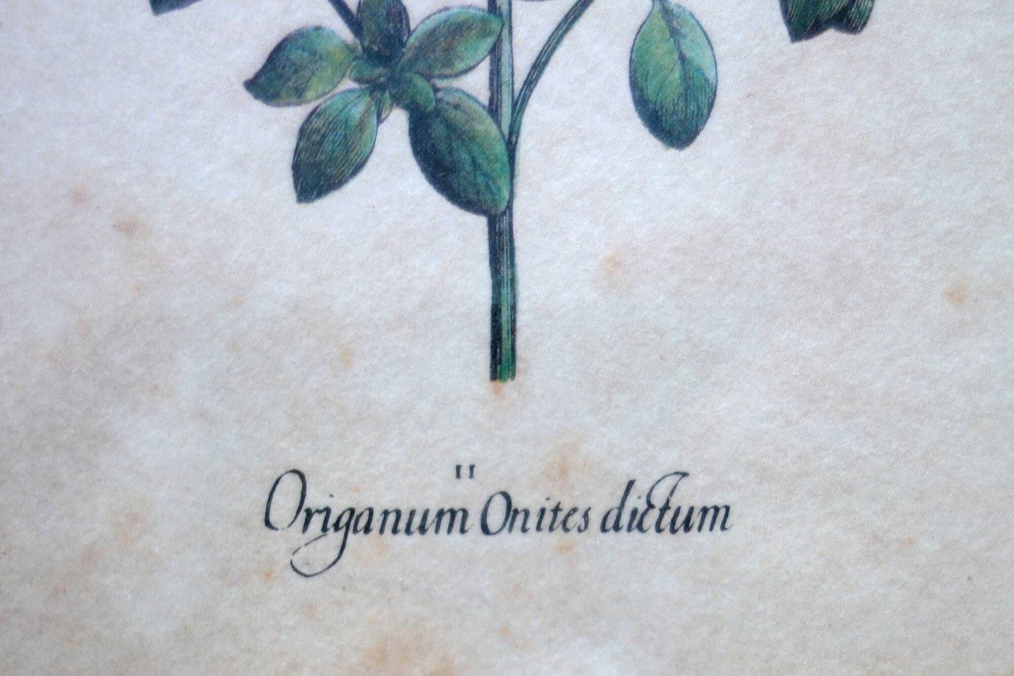 Set of 4 vintage plant botanical lithograph paintings