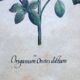 Set of 4 vintage plant botanical lithograph paintings