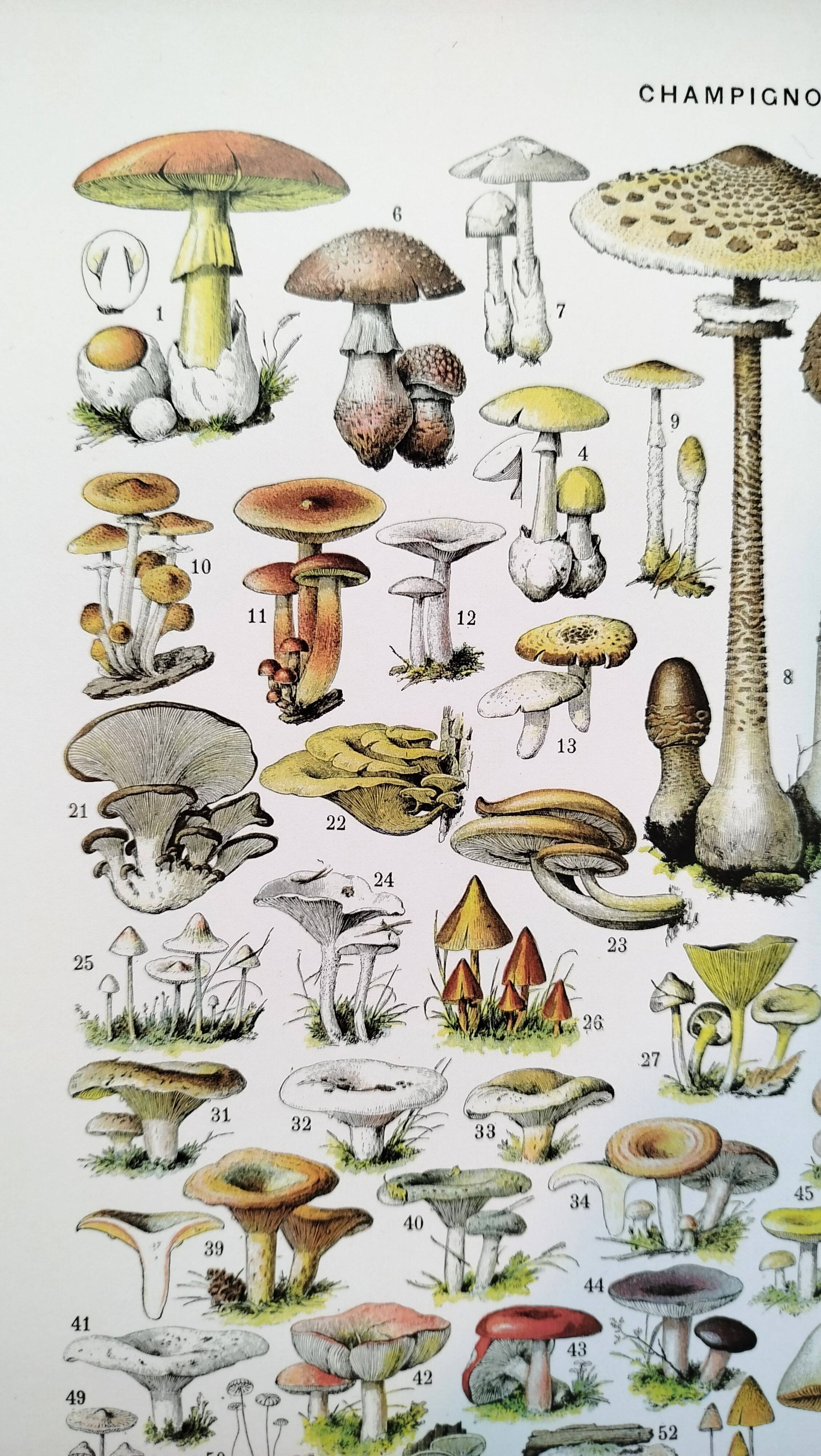 Poster about "Amanita" mushrooms, based on a 1928 lithograph