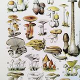 Poster about "Amanita" mushrooms, based on a 1928 lithograph