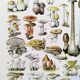 Poster about "Amanita" mushrooms, based on a 1928 lithograph