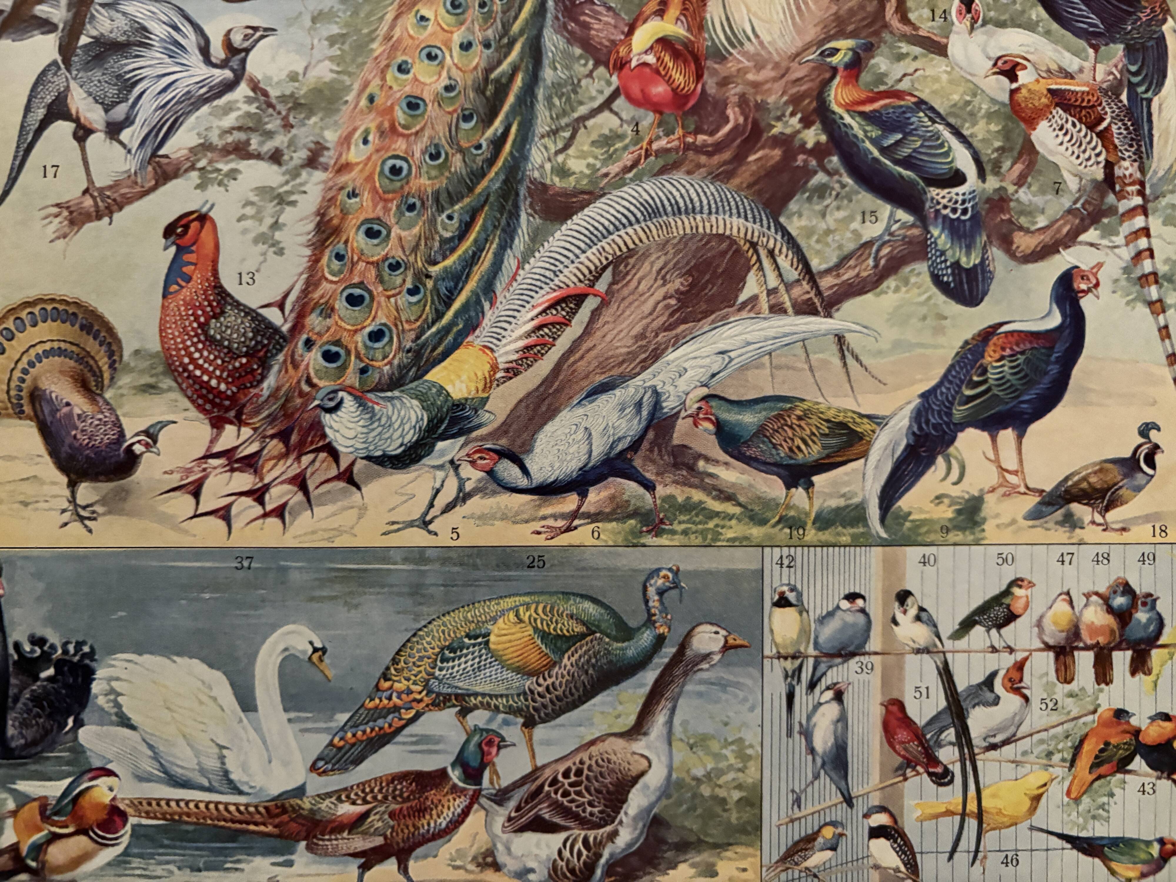 Planche illustrée sur les oiseaux (de basse-cour et volière) - 1930