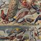 Planche illustrée sur les oiseaux (de basse-cour et volière) - 1930