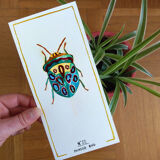 Picasso bug - series insects - cabinet of curiosities