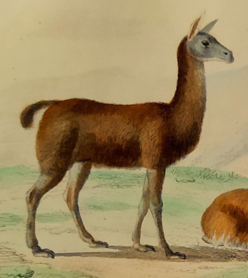 Original zoological plank "Lama - Vigogne - Zebra" Buffon 1848