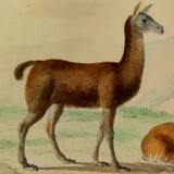 Original zoological plank "Lama - Vigogne - Zebra" Buffon 1848