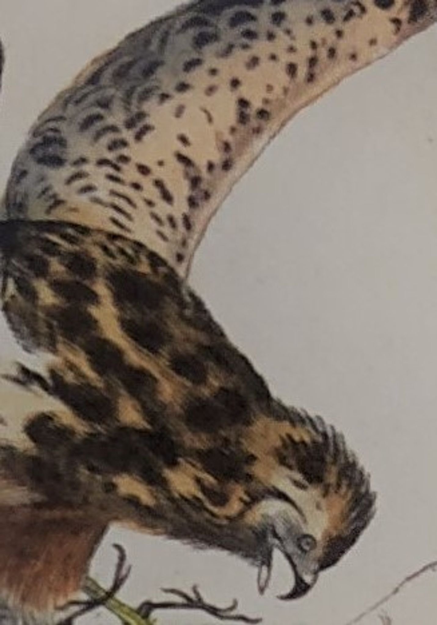 Planche ornithologique " Buse & Milan " Buffon 1838