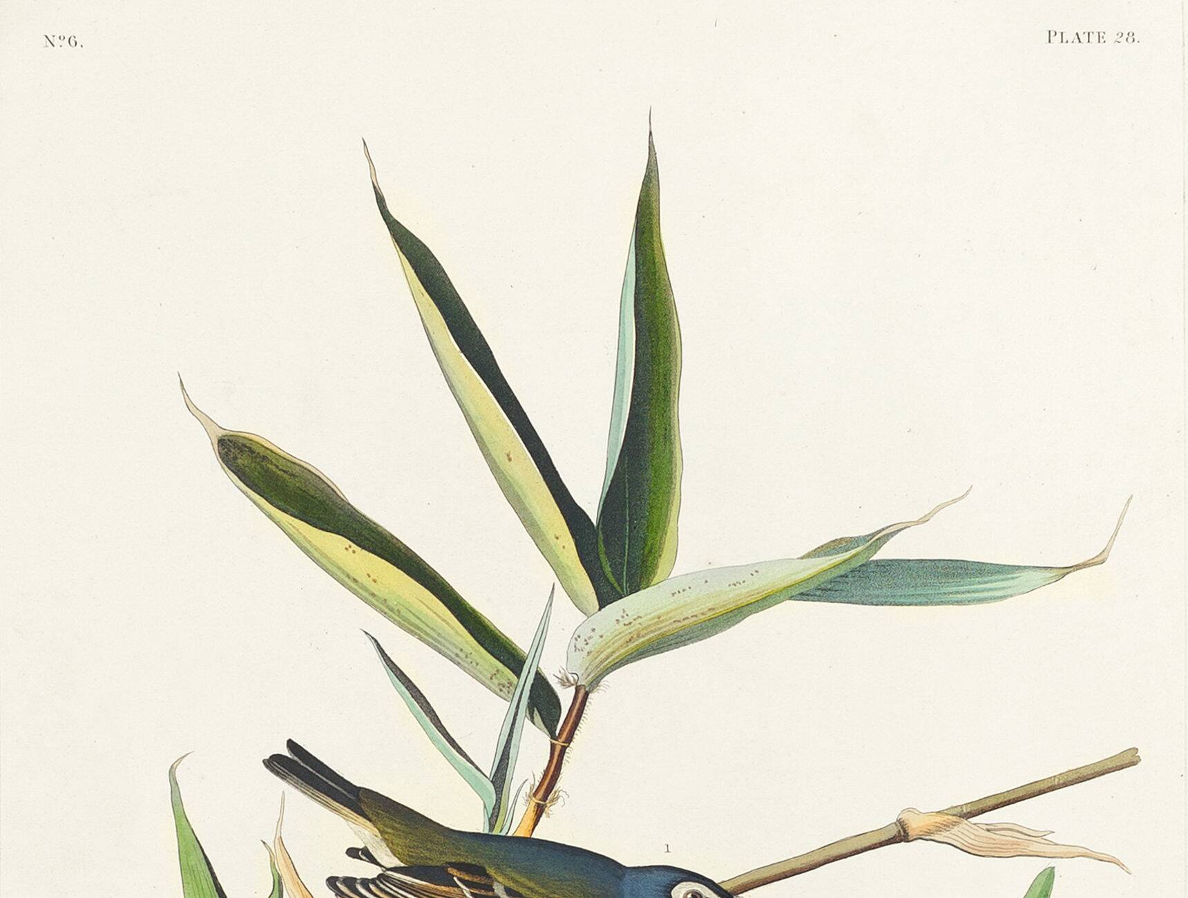 Poster about the Solitary Flycatcher, based on an old engraving from 1827.