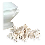 Ancient coral