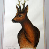 Watercolour lithography