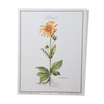 Planche botanique Arnica