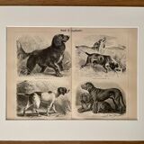 Planche illustrée sur les chiens de chasse (retriever, braque allemand, teckel) – 1890