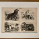 Illustrated plate on hunting dogs (retriever, German shorthaired pointer, dachshund) – 1890