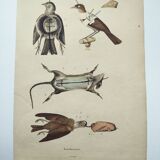 Old engraving from 1838 - Taxidermy - Pigeon and mouse - Hand-colored board of curiosities
