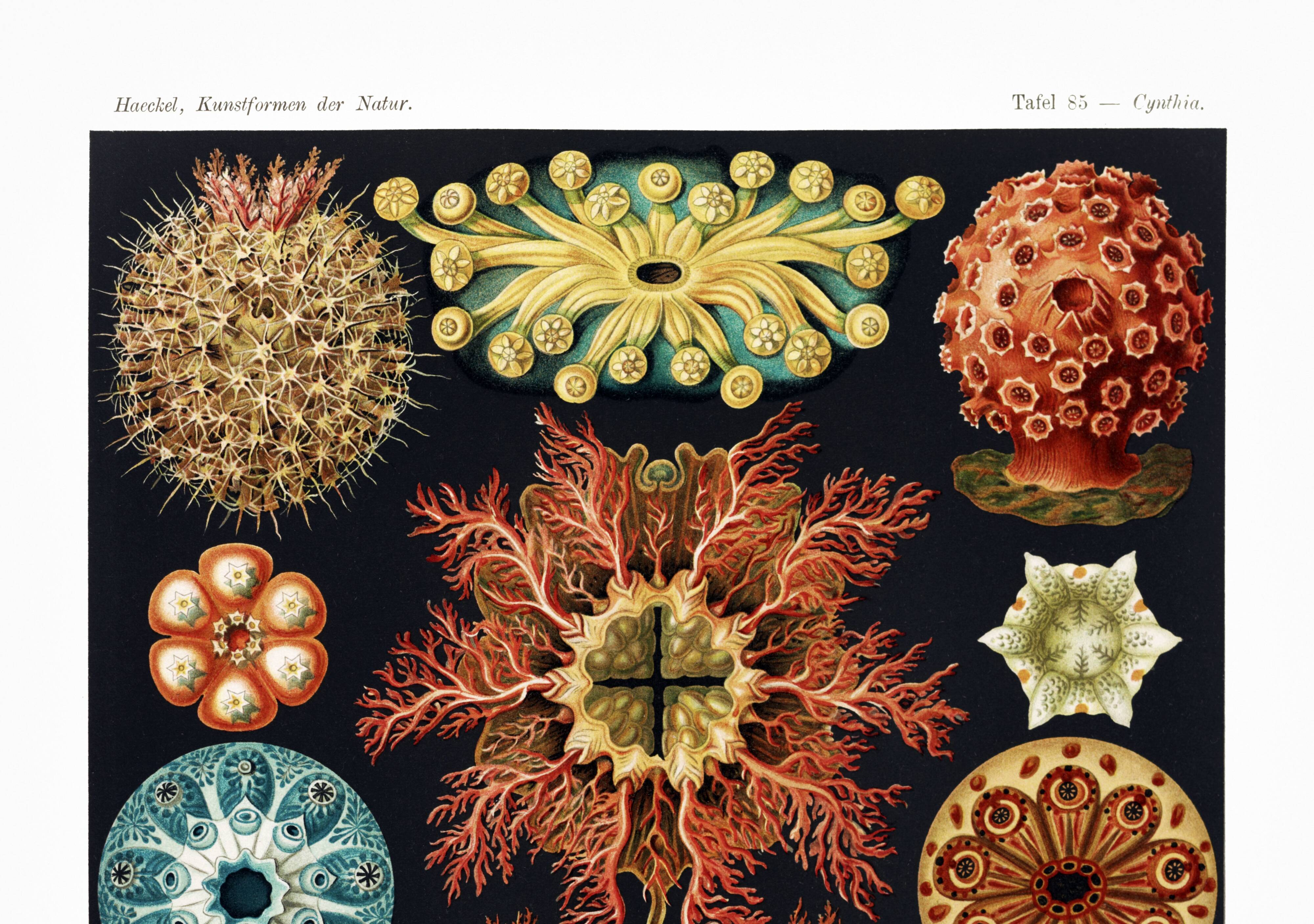 Affiche sur "Les Ascidies", d'après une lithographie ancienne de 1904.