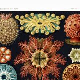 Affiche sur "Les Ascidies", d'après une lithographie ancienne de 1904.