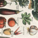 Planche vintage originale légumes