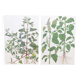 2 vintage botanical plates from 1978 - Orach hastée. Wild plant lot