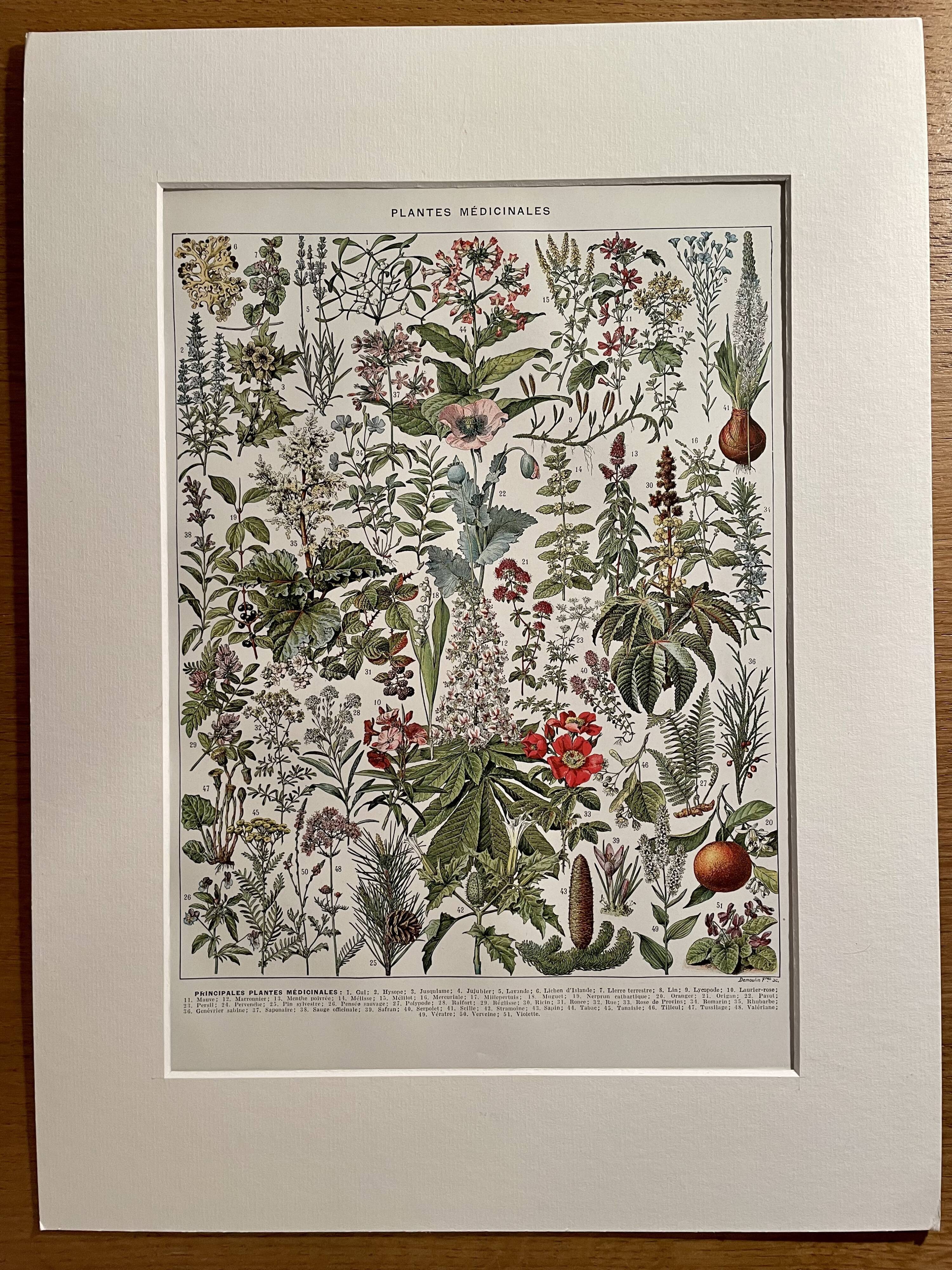 Lithograph on medicinal plants (mistletoe), 1930
