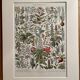 Lithograph on medicinal plants (mistletoe), 1930
