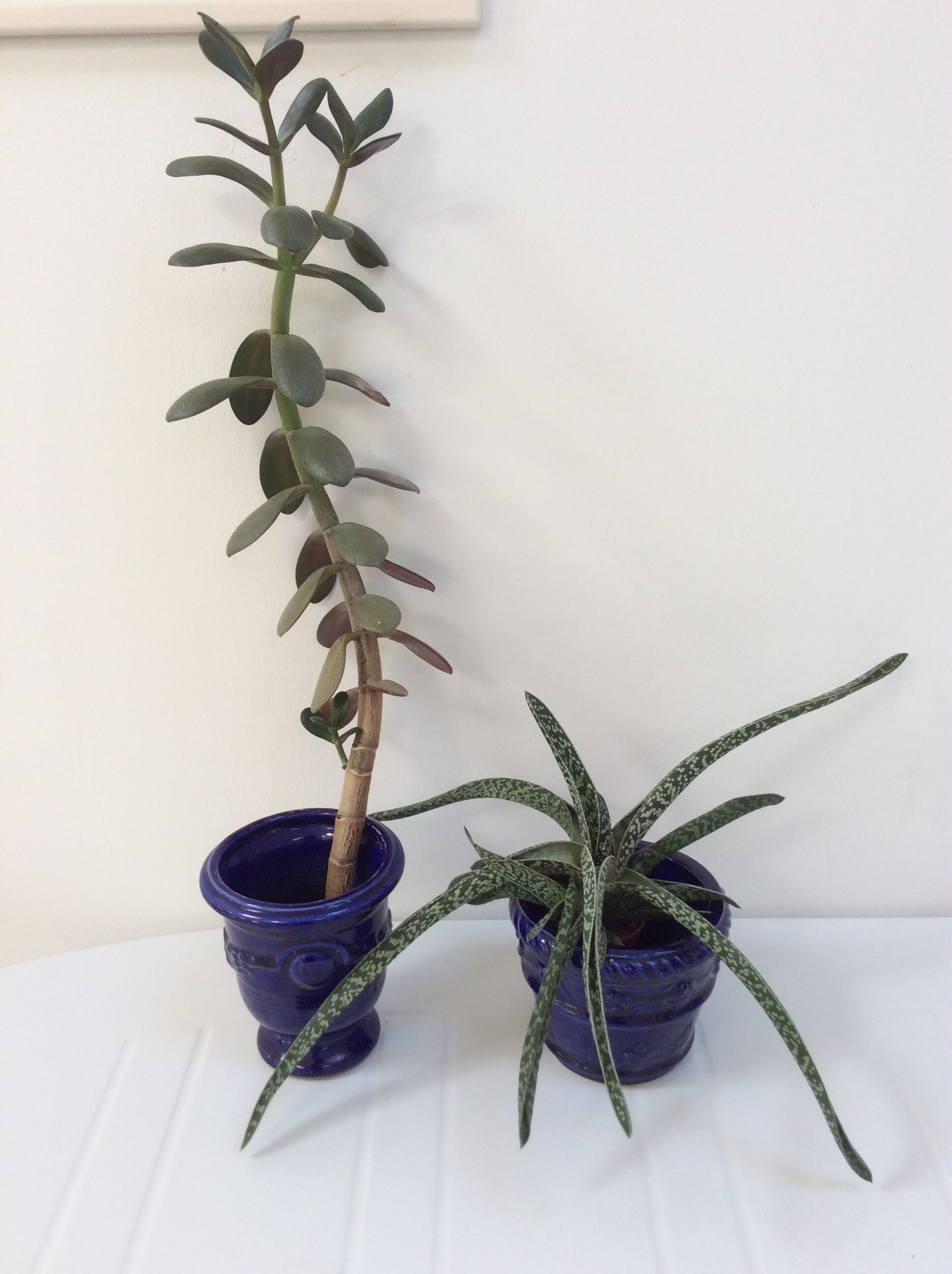Lot of 2 old planters blue