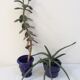 Lot of 2 old planters blue
