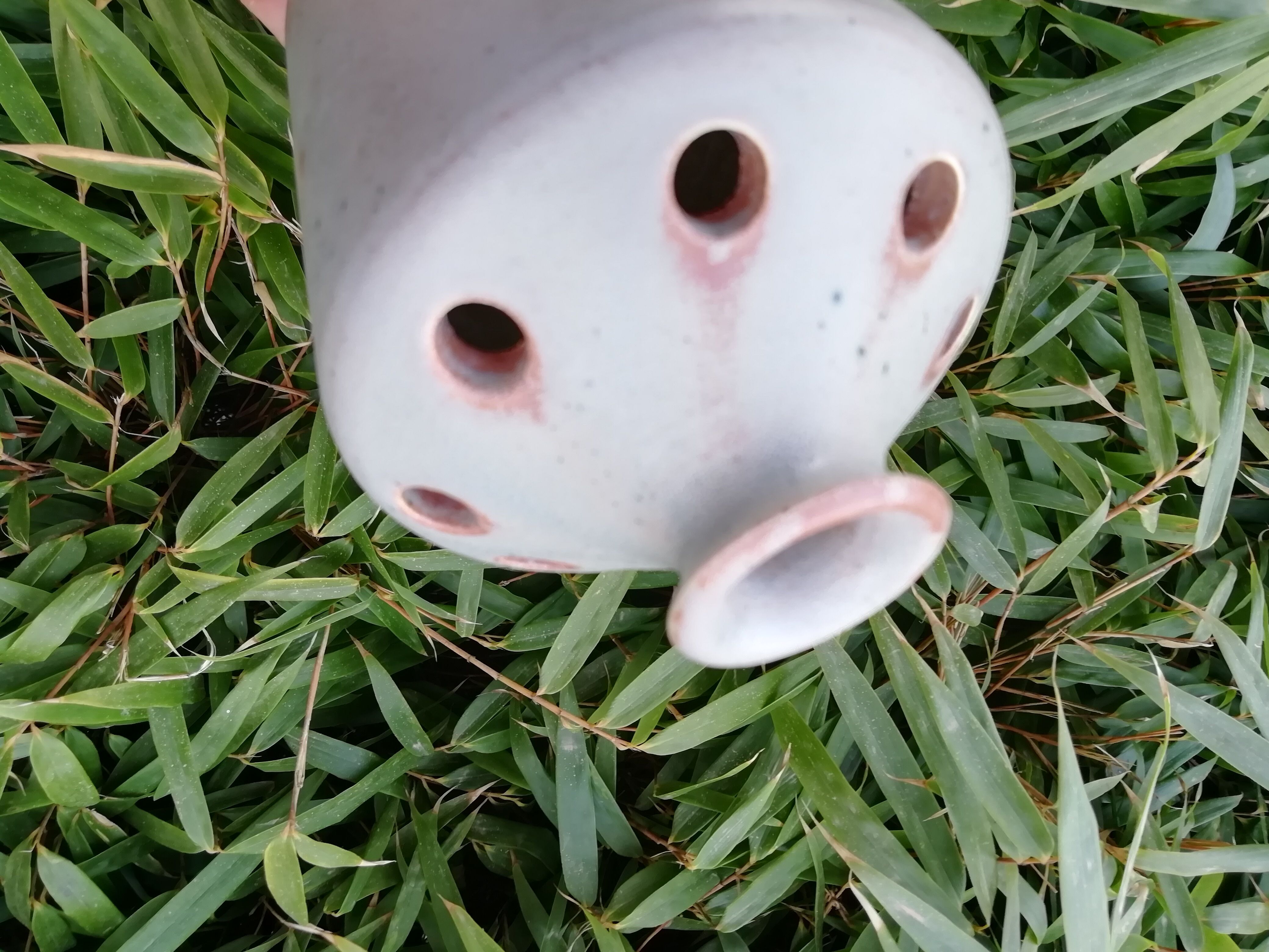 Vase stings flowers