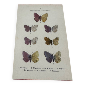 Gravure naturaliste ancienne planche botanique vintage 1903