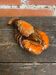 Vintage Polychrome Ceramic Lobster from VALLAURIS, France #D856