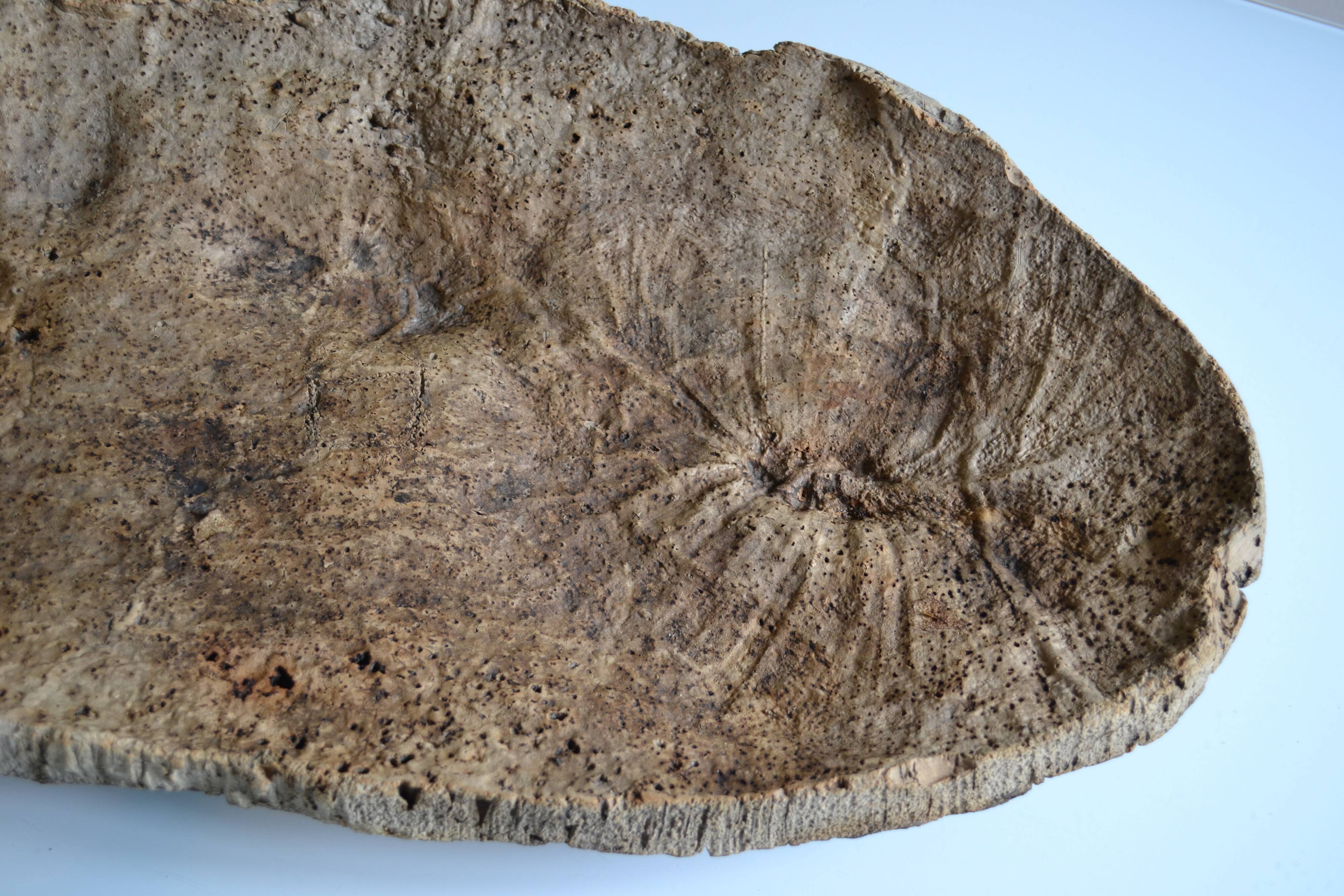 Provençal couasse giant dish in cork oak bark 72 / 37 cm