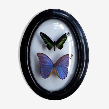 Naturalized butterflies framed in a domed oval frame former Napoleon