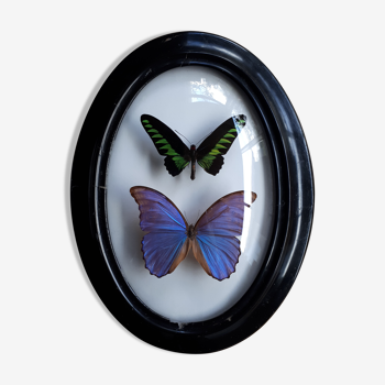 Papillons naturalisés encadrés dans un cadre ovale bombé ancien Napoléon