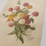Botanical print from 1897 - Elegant Zinnia - vintage lithograph by Godard