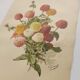 Botanical print from 1897 - Elegant Zinnia - vintage lithograph by Godard