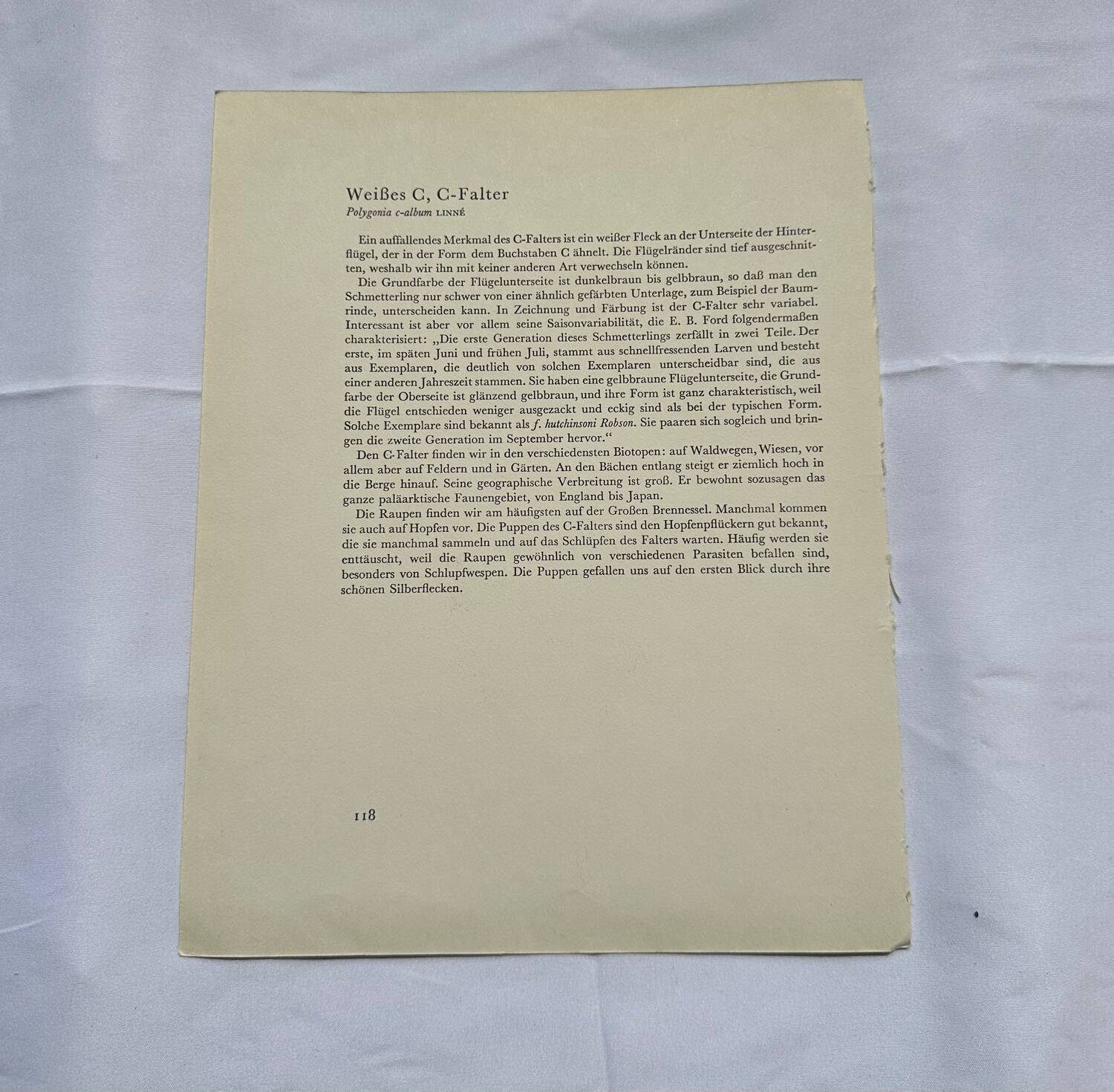 Antique butterfly etching 1900 art deco vintage botanical plate