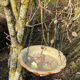 Drinking trough or floral cup in slurry
