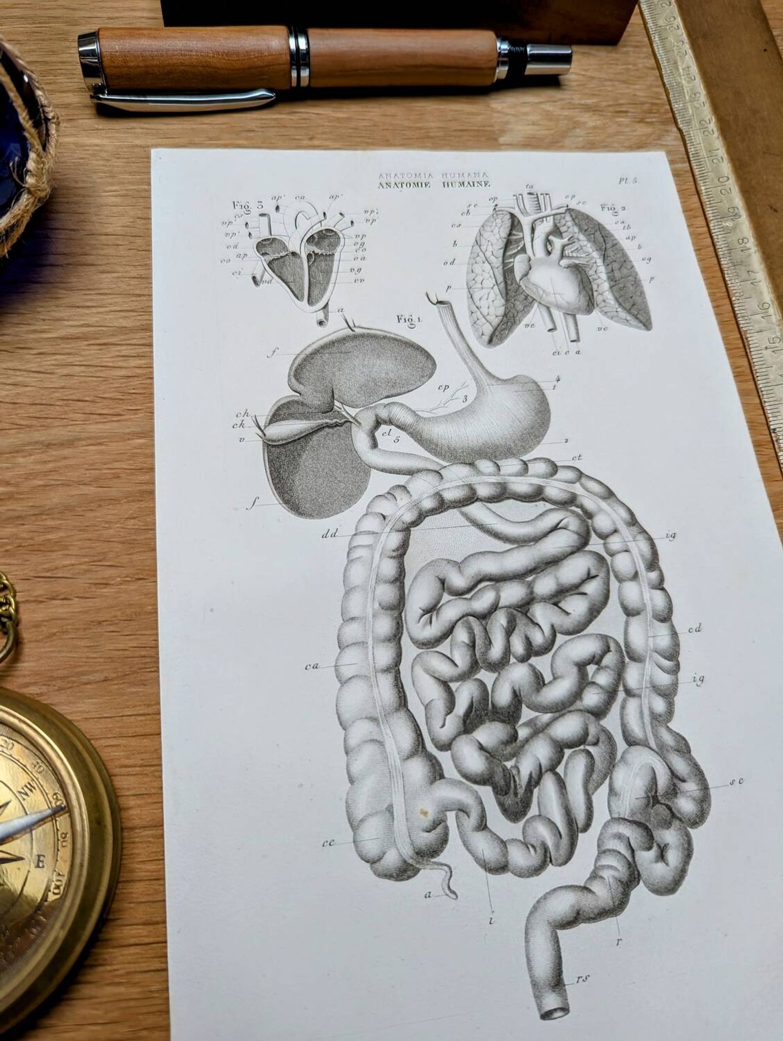Printed in 1851, Digestive system, heart and lungs.