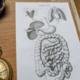 Printed in 1851, Digestive system, heart and lungs.