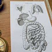 Printed in 1851, Digestive system, heart and lungs.
